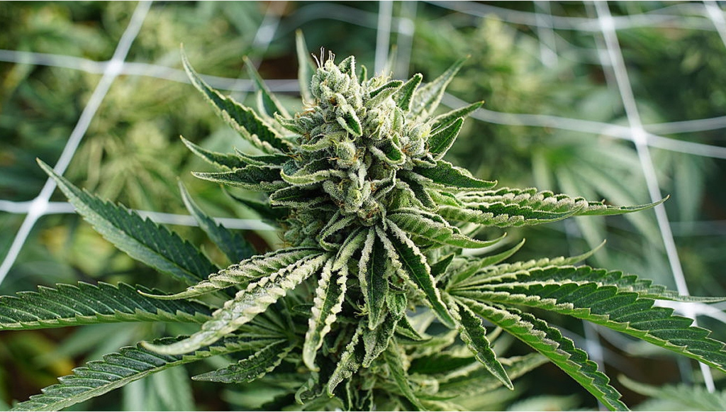 cannabis flower